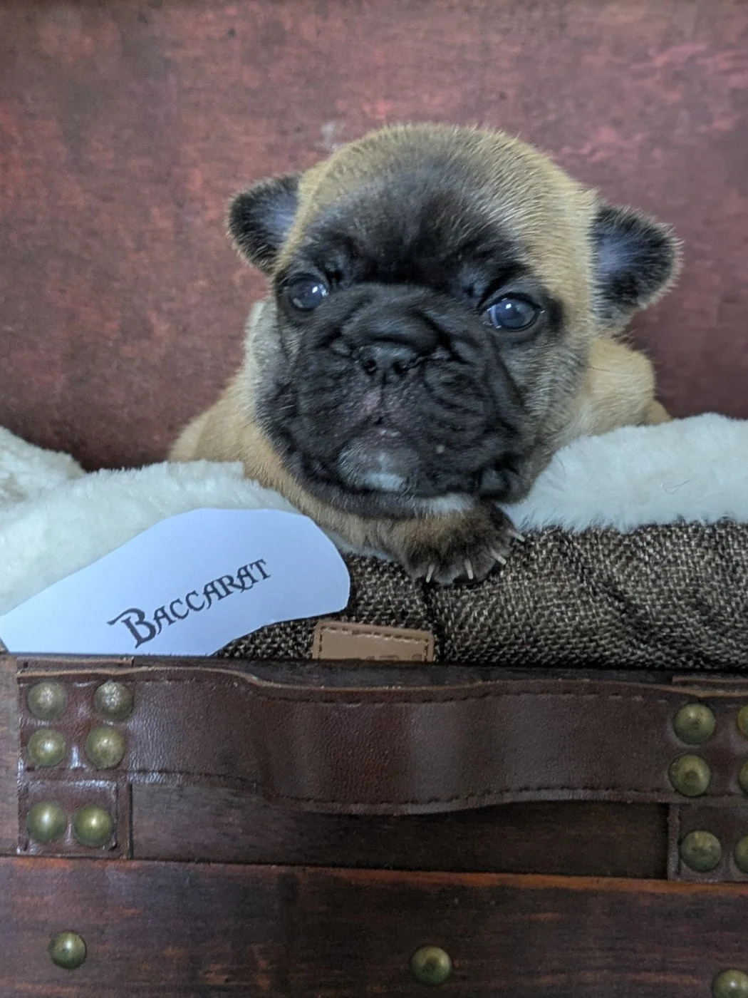 Baccarat, chiot Bouledogue français femelle, robe fauve à masque noir