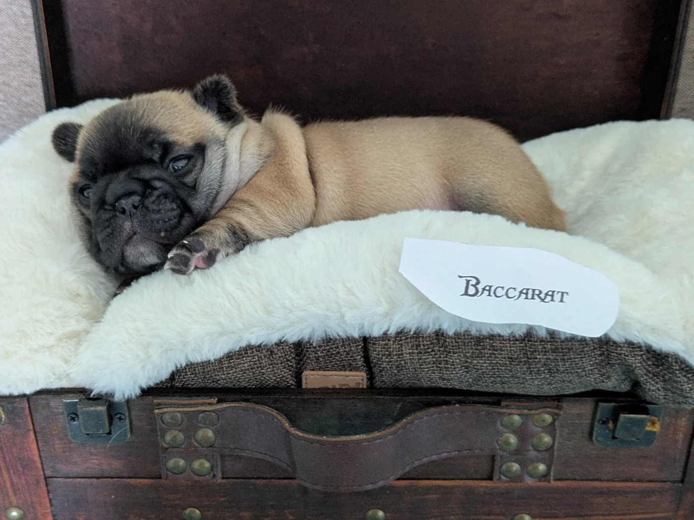Baccarat, chiot Bouledogue français