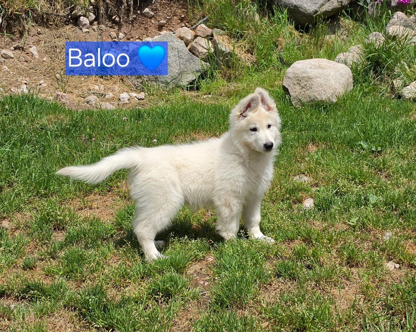 Baloo Des Hauts De Menaurupt, chiot Berger Blanc Suisse mâle