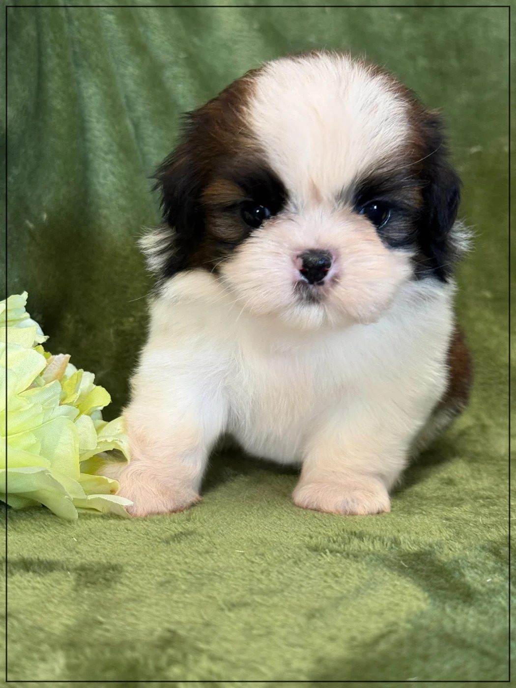 BRETZEL, chiot Shih Tzu mâle, robe fauve et blanche