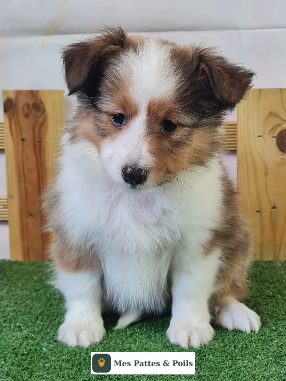 Bubble Tea du Mont de la Chenaie, chiot Shetland Sheepdog femelle
