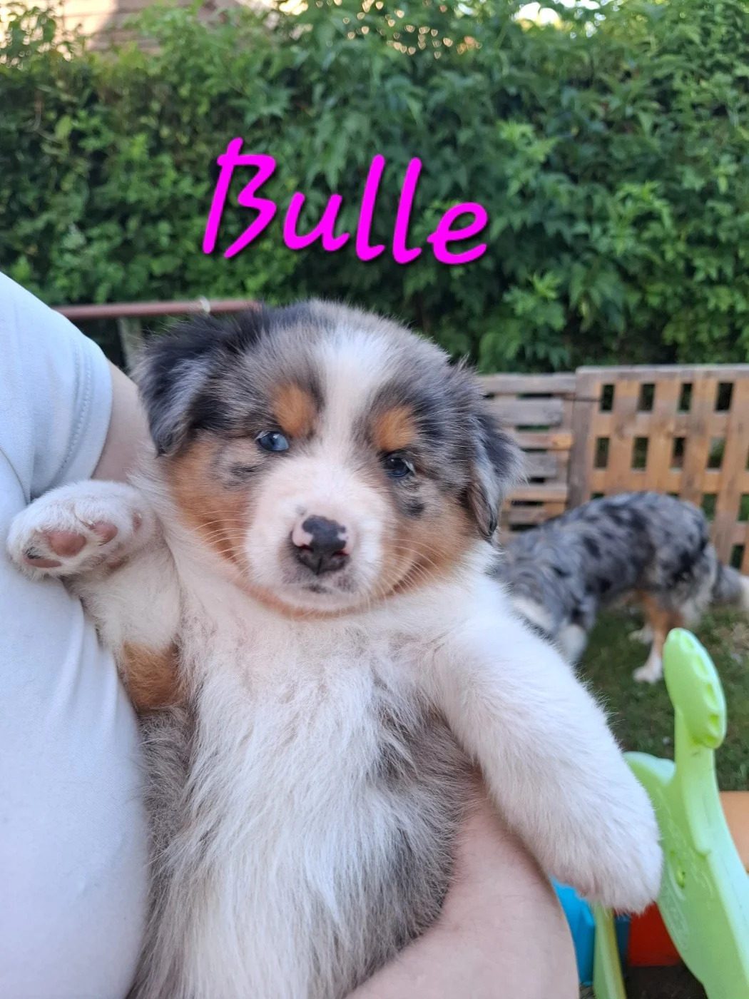 Bulle, chiot Berger Australien femelle bleu merle