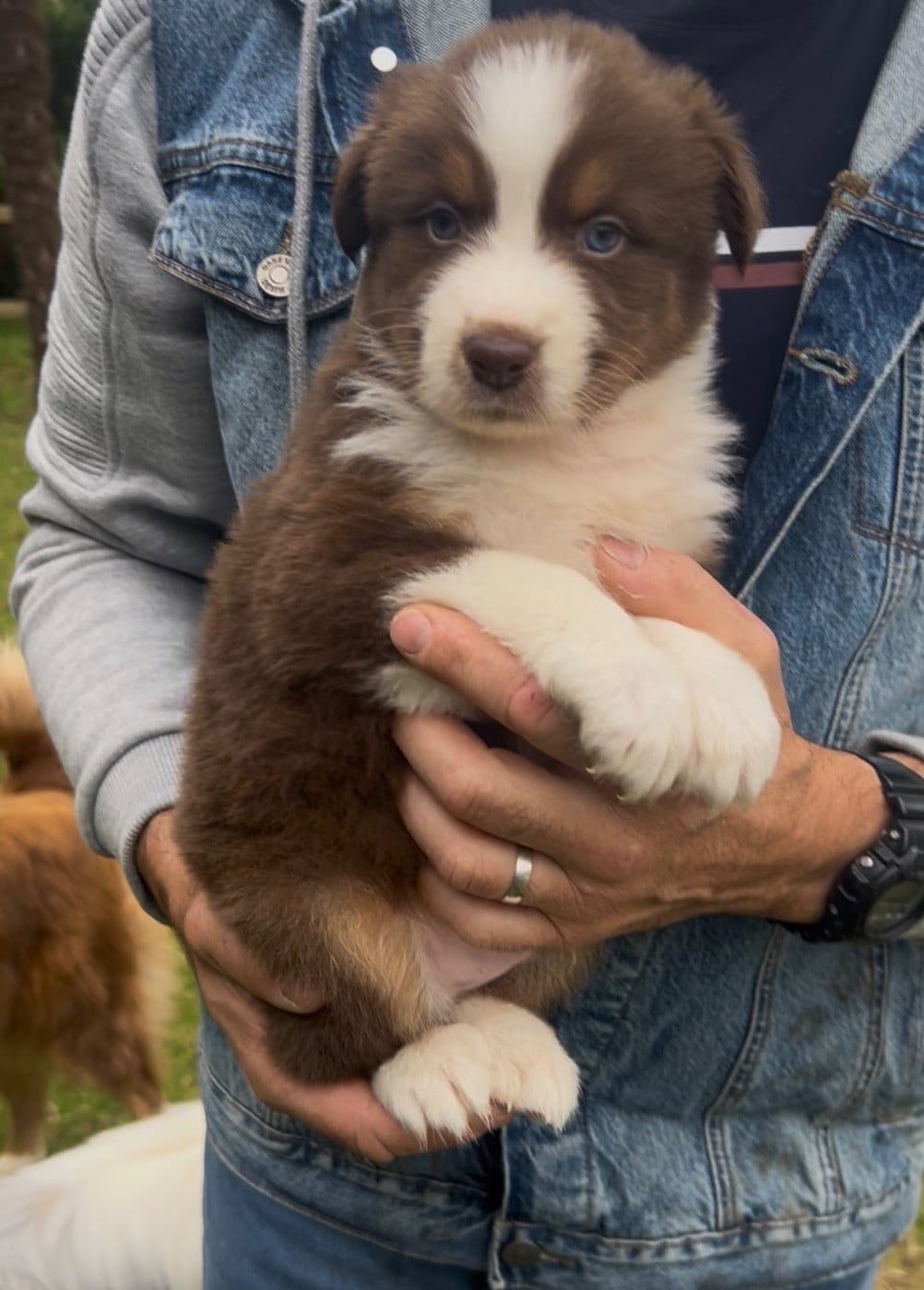 PENUT, chiot Berger Australien mâle rouge tricolore